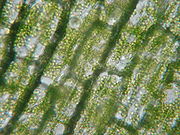 Chlorophyll is found in high concentrations in chloroplasts of plant cells.